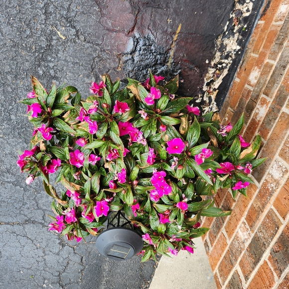 Meet your Posher, Apostolia - Picture 1 of 1